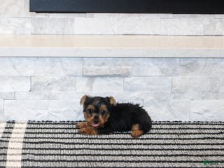 Yorkshire Terrier dogs Radar - Ad 35