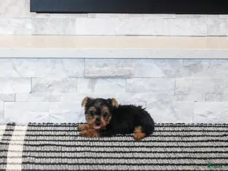 Yorkshire Terrier dogs Radar - Ad 13