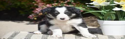 Border Collie dogs for sale: Darcy - Ad 4