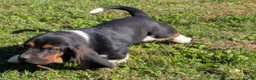 Basset Hound dogs for sale: Ginger - Ad 3