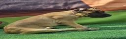 Cane Corso dogs for sale: INDIA - Ad 2