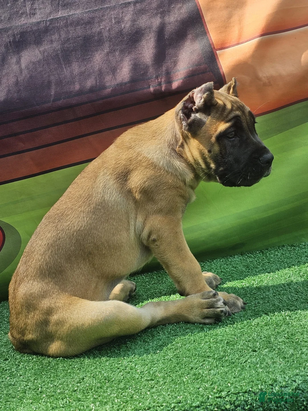 Cane Corso dogs for sale: INDIA - Ad 2