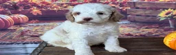 Cockapoo dogs for sale: Milo - Ad 4