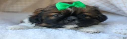 Shih Tzu dogs for sale: RUSTY - Ad 8