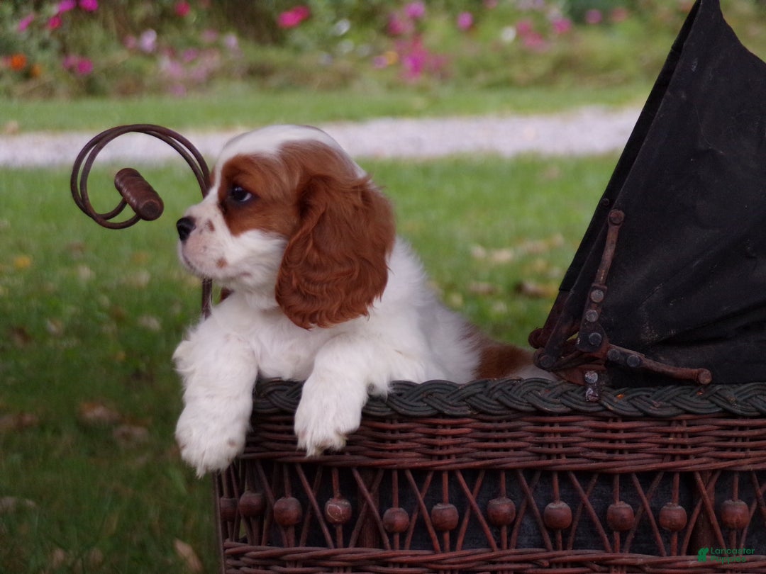 Cavalier King Charles Spaniel dogs for sale: Hugo - Ad 8