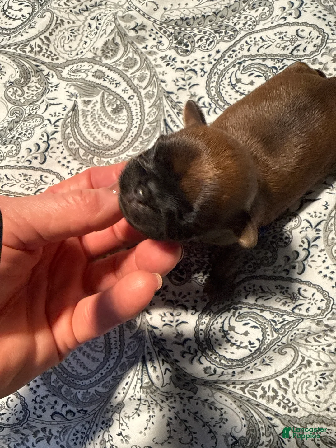 Brussels Griffon dogs for sale: Brussels Griffon Puppy 2 - Ad 2