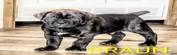 Cane Corso dogs for sale: Cane Corso 2 - Ad 87