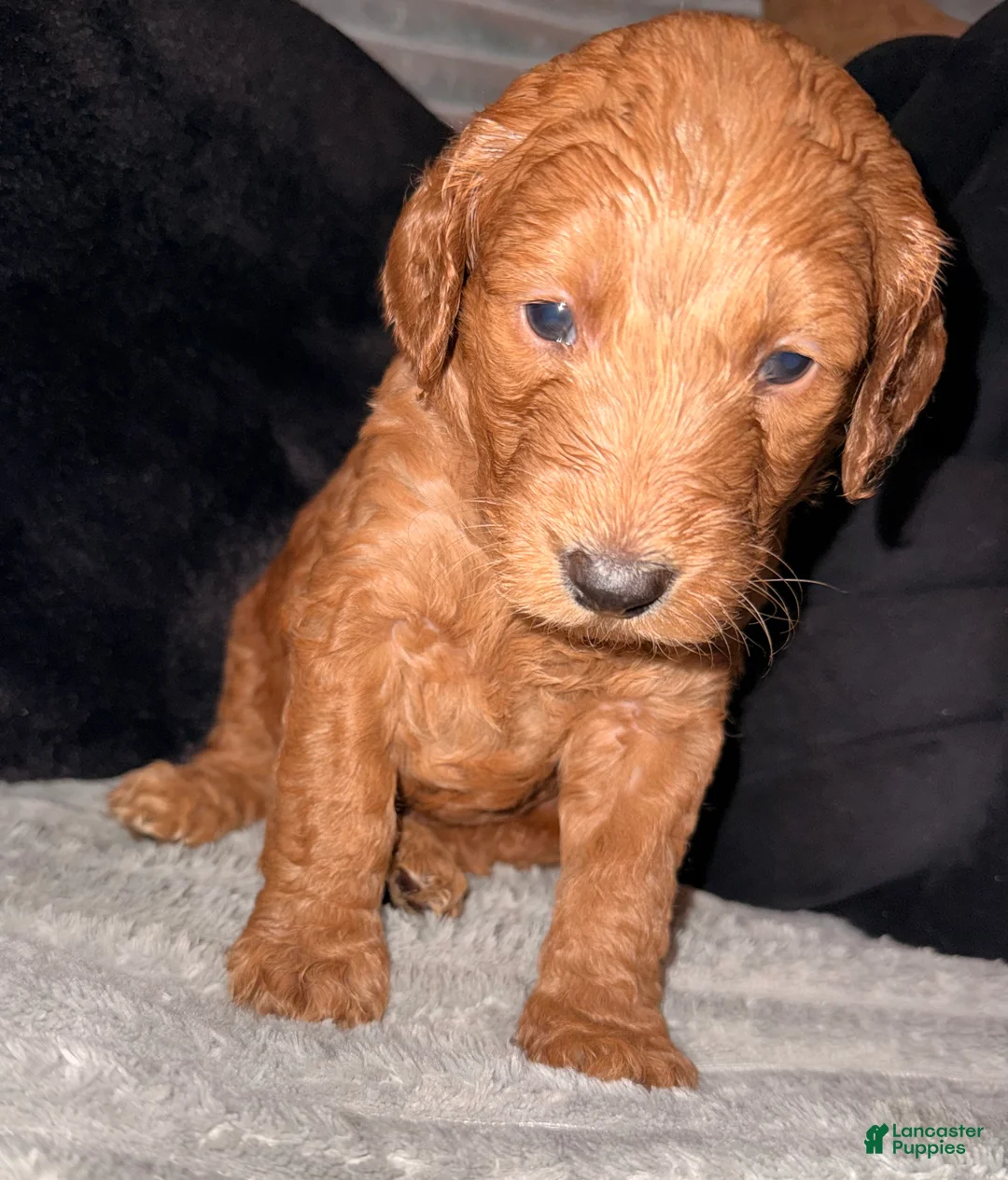 Mixed Breed dogs for sale: Mixed Breed Puppy 2 - Ad 1
