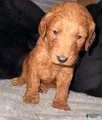 Mixed Breed Puppy 2