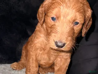 Mixed Breed dogs Mixed Breed Puppy 2 - Ad 9