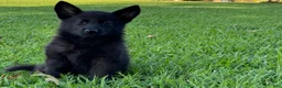 German Shepherd dogs for sale: Shadow - Ad 4