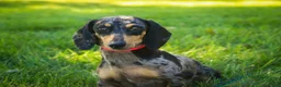Miniature Dachshund dogs for sale: Joyce Miniature Dachshund  - Ad 5