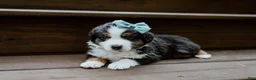 Miniature Australian Shepherd dogs for sale: Lightning - Ad 1