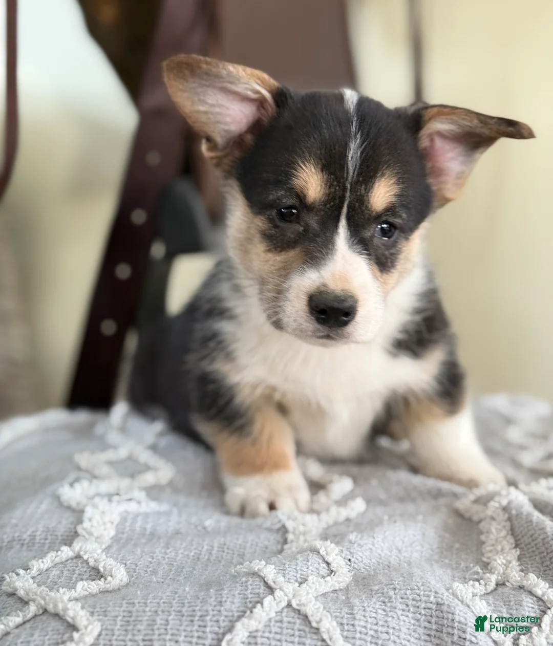 Welsh Corgi Pembroke dogs for sale: Fudge - Ad 9