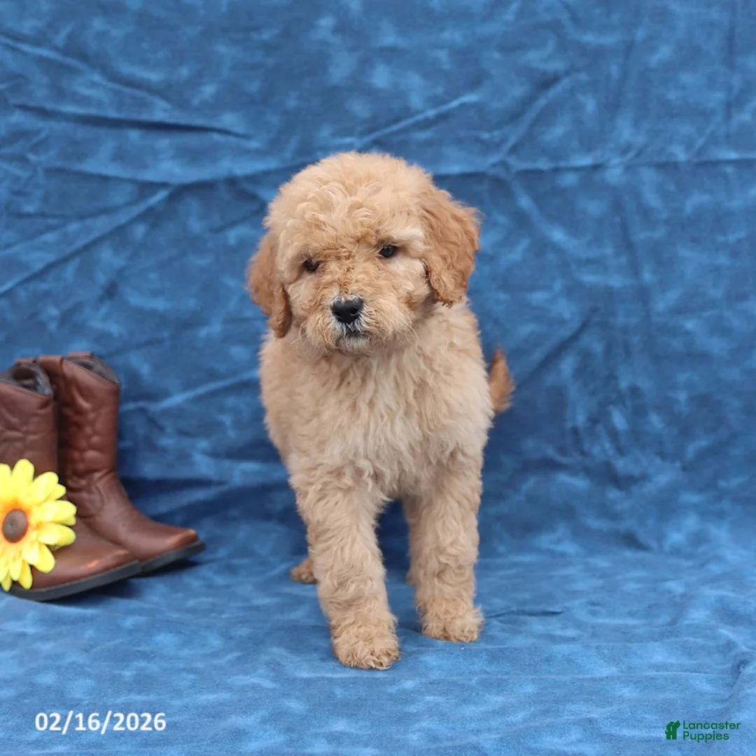 Goldendoodle dogs for sale: Joy - Ad 3