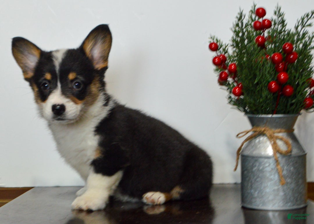 Welsh Corgi Pembroke dogs for sale: Hayley - Ad 2