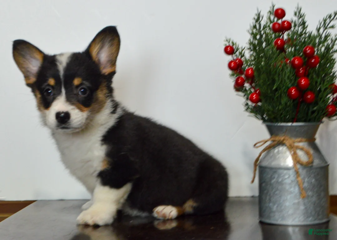 Welsh Corgi Pembroke dogs for sale: Hayley - Ad 2