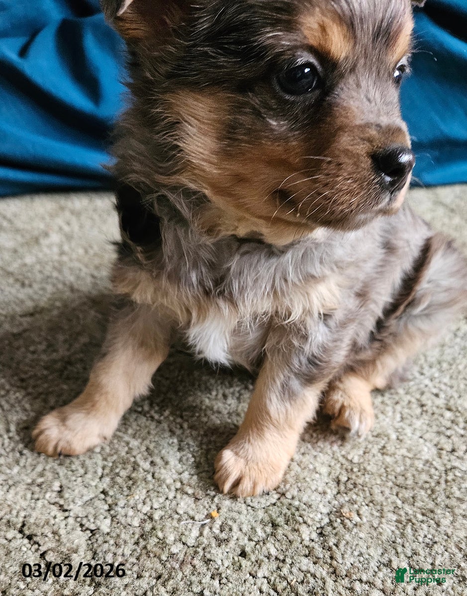 Mixed Breed dogs Smokey - Ad 2