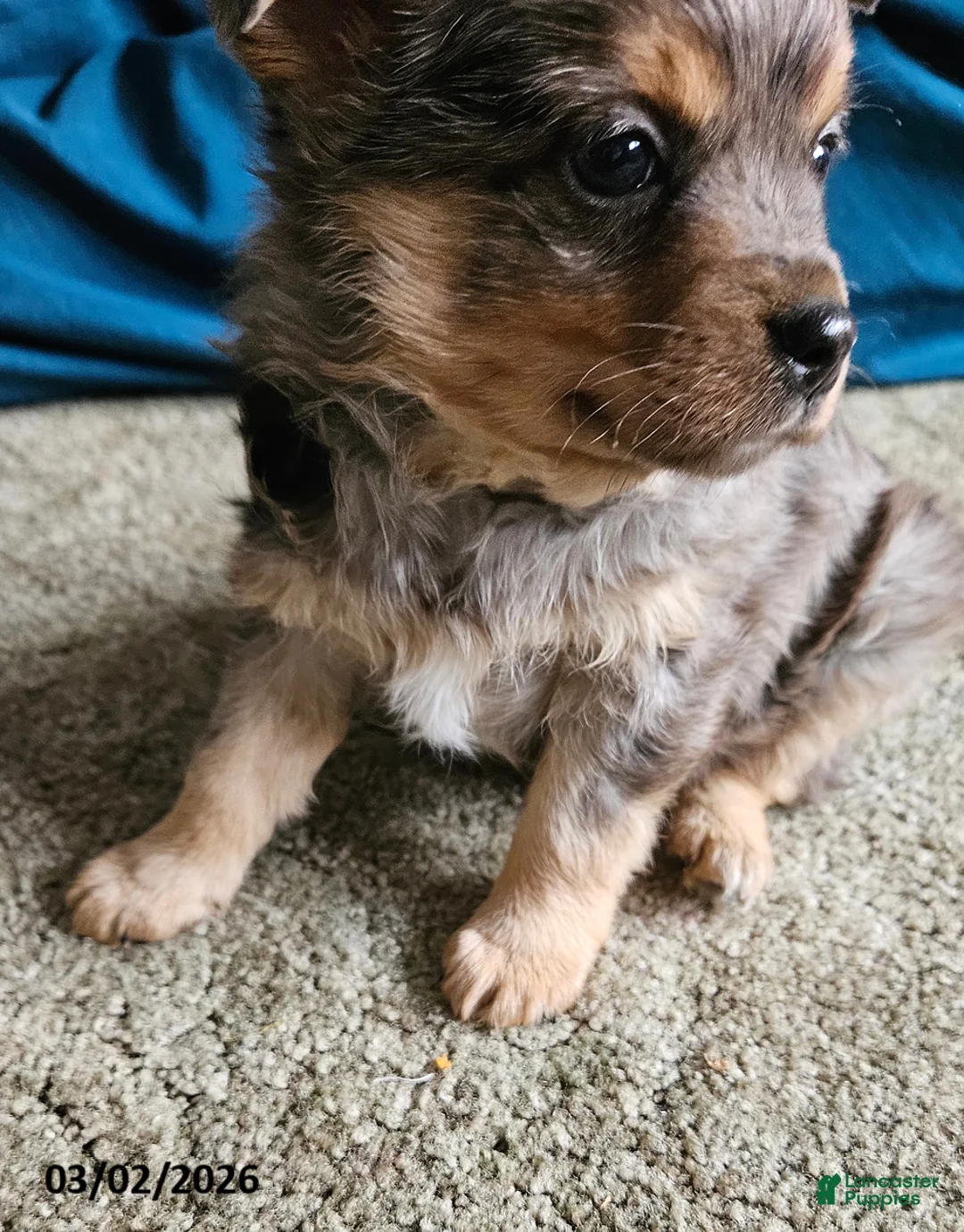 Mixed Breed dogs for sale: Smokey - Ad 2