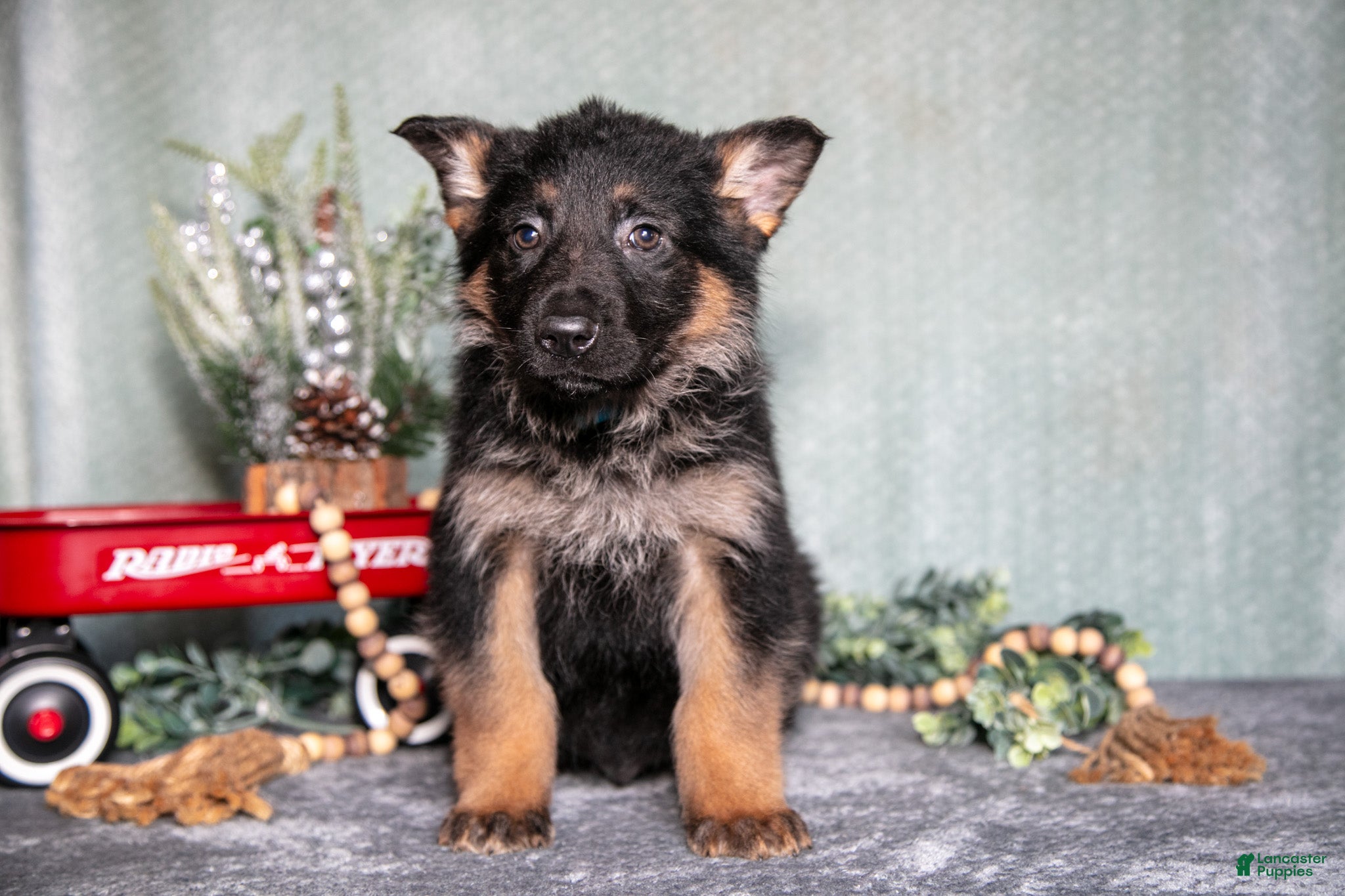 German Shepherd dogs Luka - Ad 38