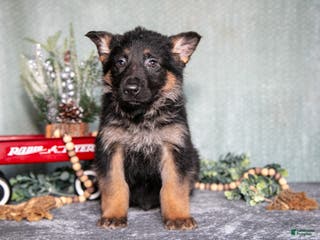 German Shepherd dogs Luka - Ad 42