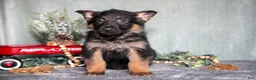 German Shepherd dogs for sale: Luka - Ad 1