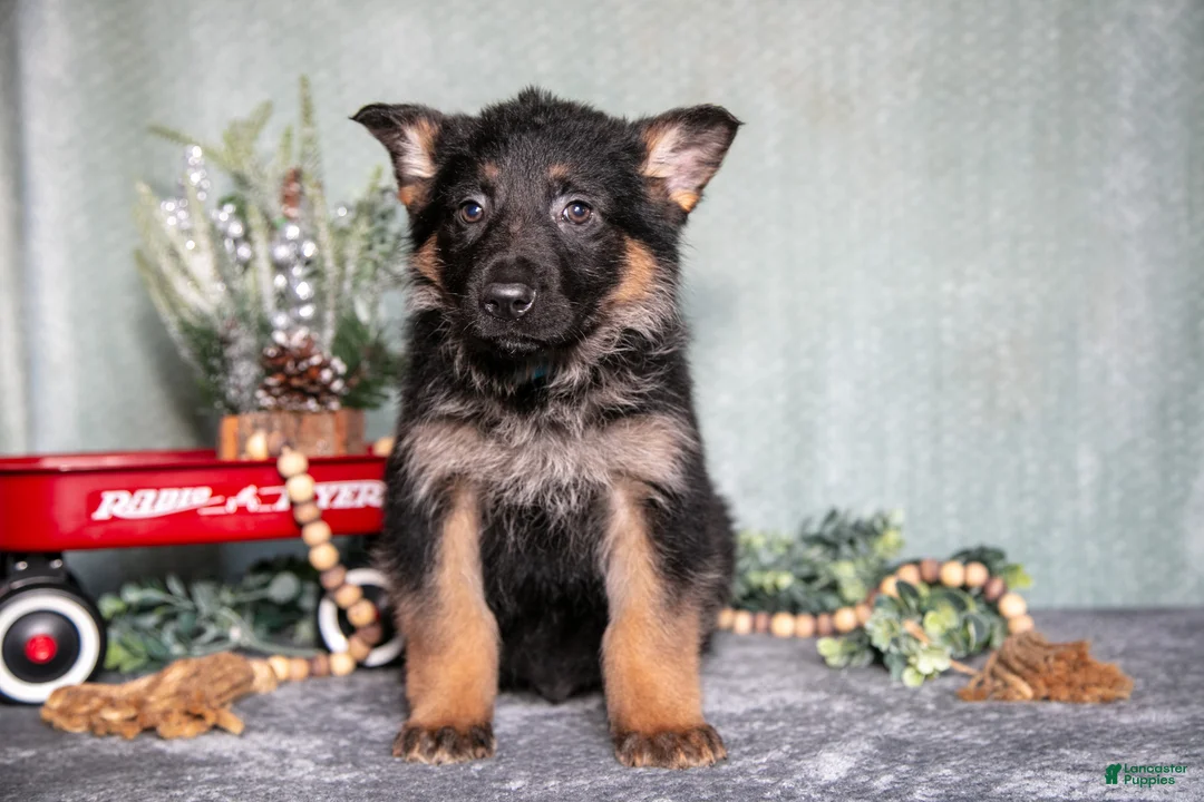 German Shepherd dogs for sale: Luka - Ad 1