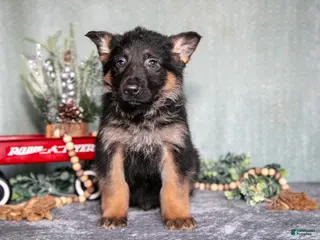 German Shepherd dogs Luka - Ad 40