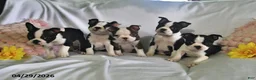 Boston Terrier dogs for sale: Daisy - Ad 3