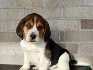 Beagle dogs Peanut - Ad 8