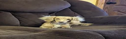 Miniature Dachshund dogs for sale: Sarah - Ad 11