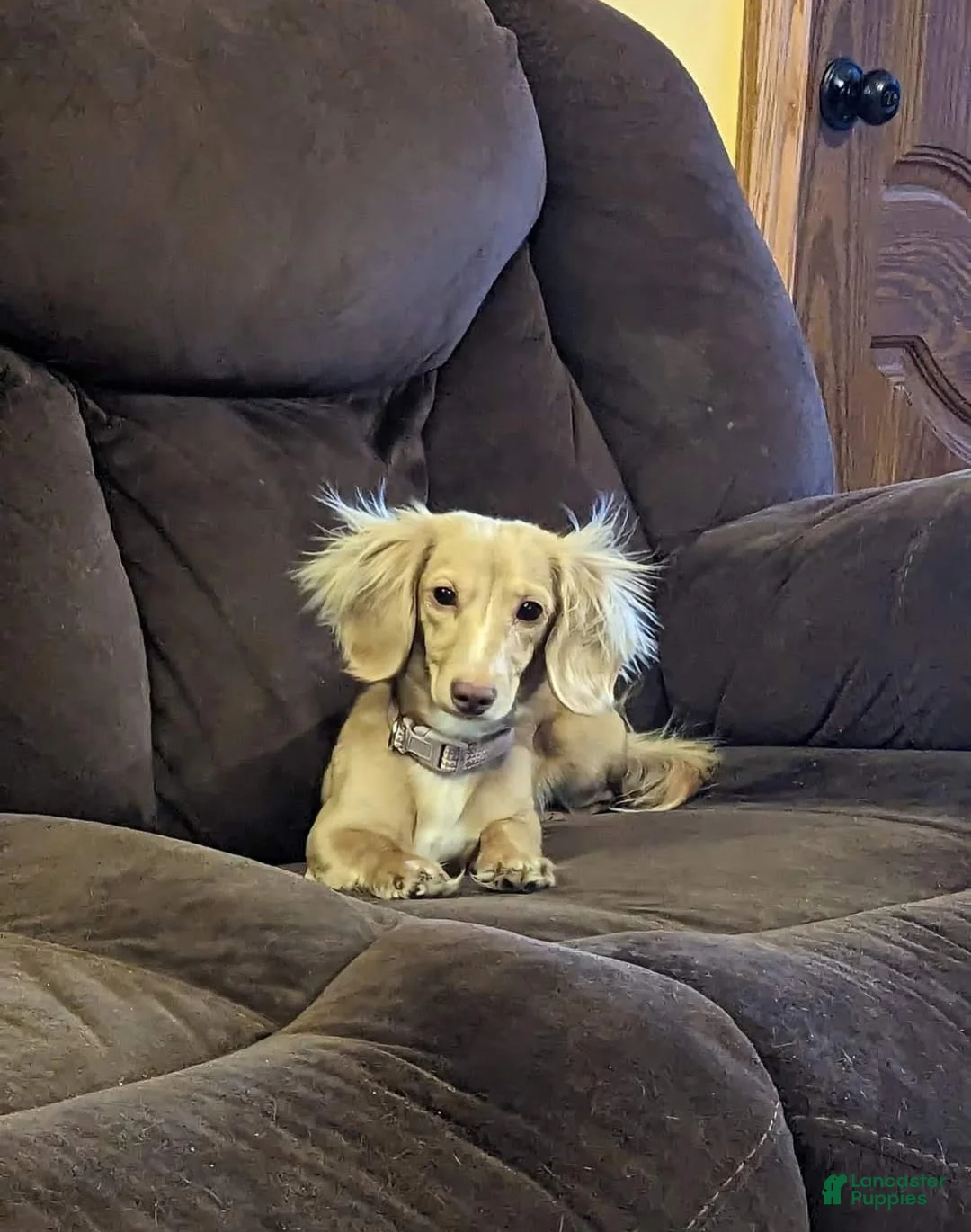 Miniature Dachshund dogs for sale: Sarah - Ad 11