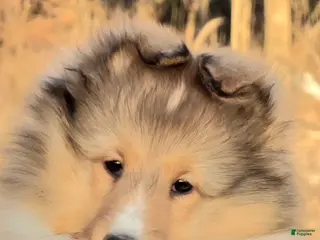 Shetland Sheepdog dogs for sale: Emmy - Ad 2