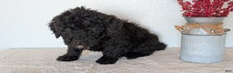 Mini Bernedoodle dogs for sale: Vince - Ad 6