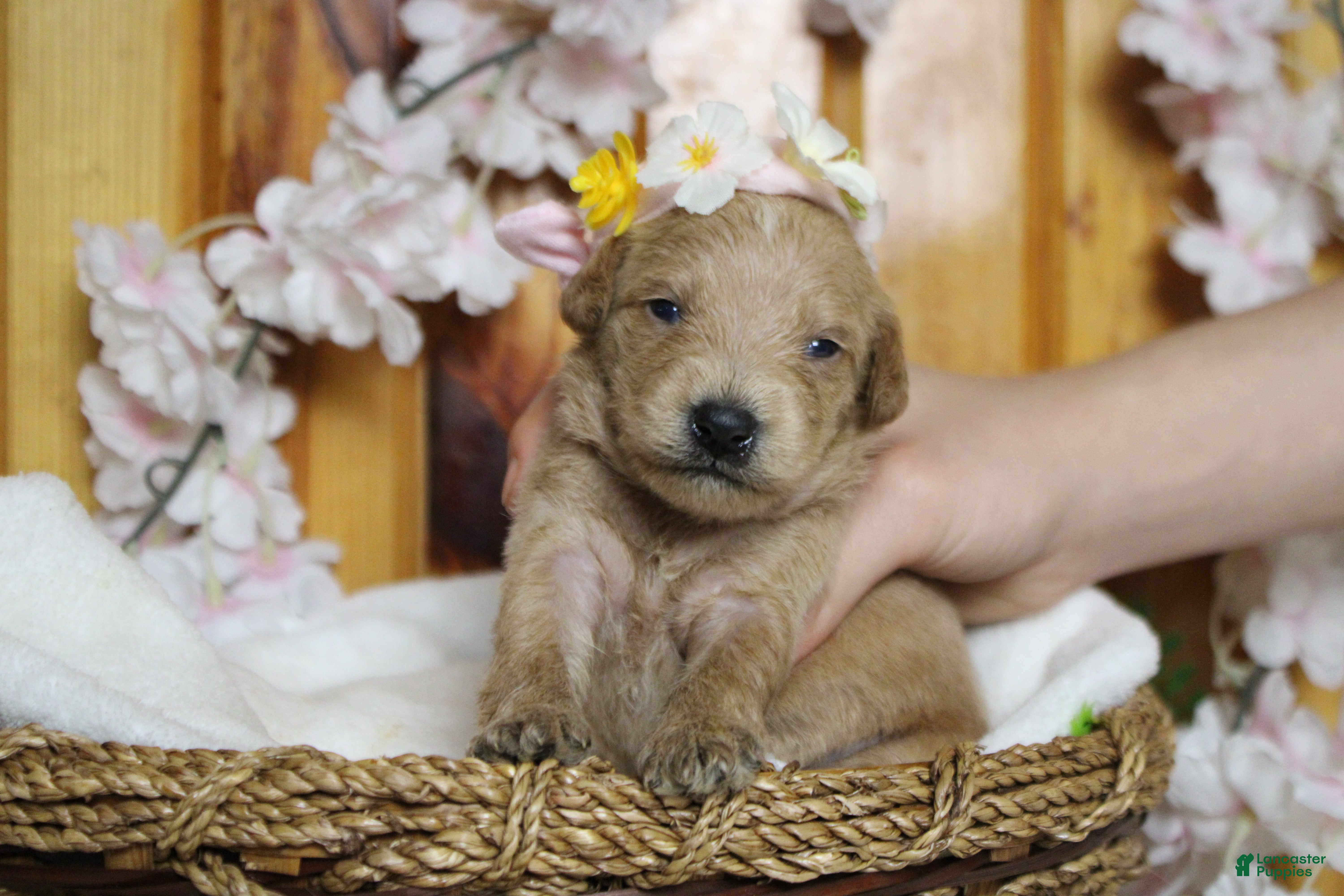 Schnoodle dogs Sherry  - Ad 1