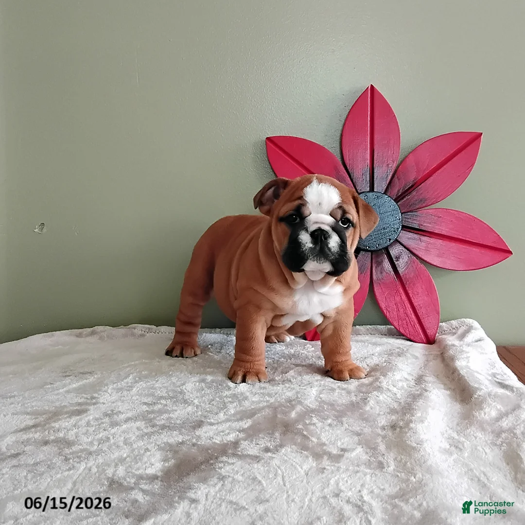 English Bulldog dogs for sale: Kristen - Ad 3