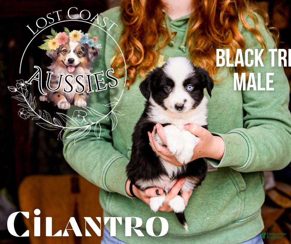 Miniature Australian Shepherd dogs Cilantro - Ad 3