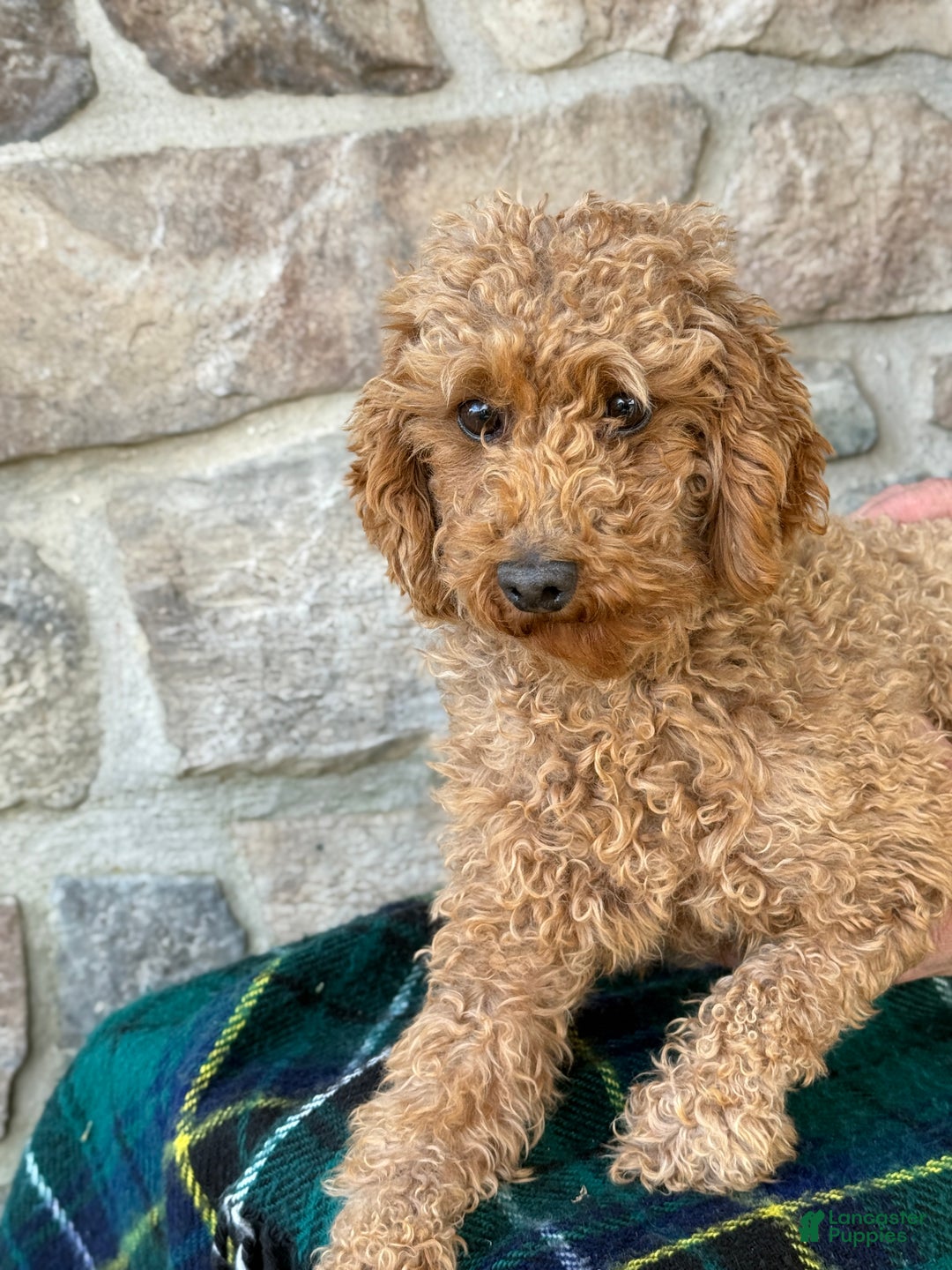 Mini Goldendoodle dogs for sale: Juliette - Ad 1