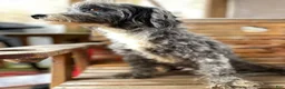 Mini Aussiedoodle dogs for sale: Dora - Ad 9