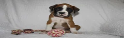 Boxer dogs for sale: Blair - Ad 3