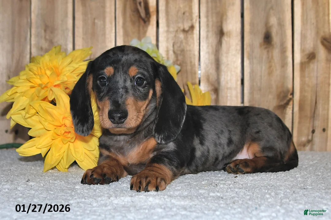 Miniature Dachshund dogs for sale: Walter - Ad 4