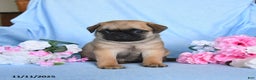 Pug dogs for sale: Geneva - Ad 3