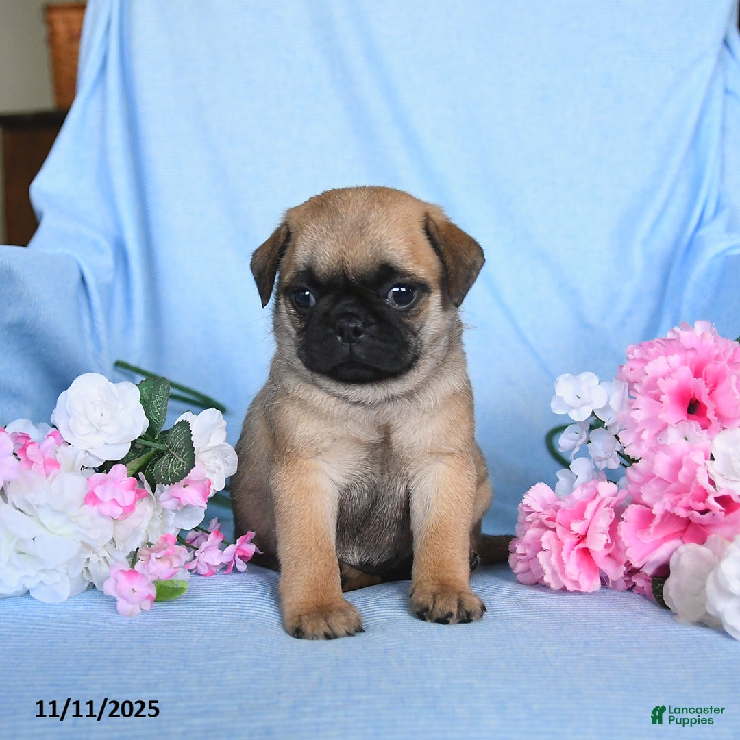 Pug dogs for sale: Geneva - Ad 3