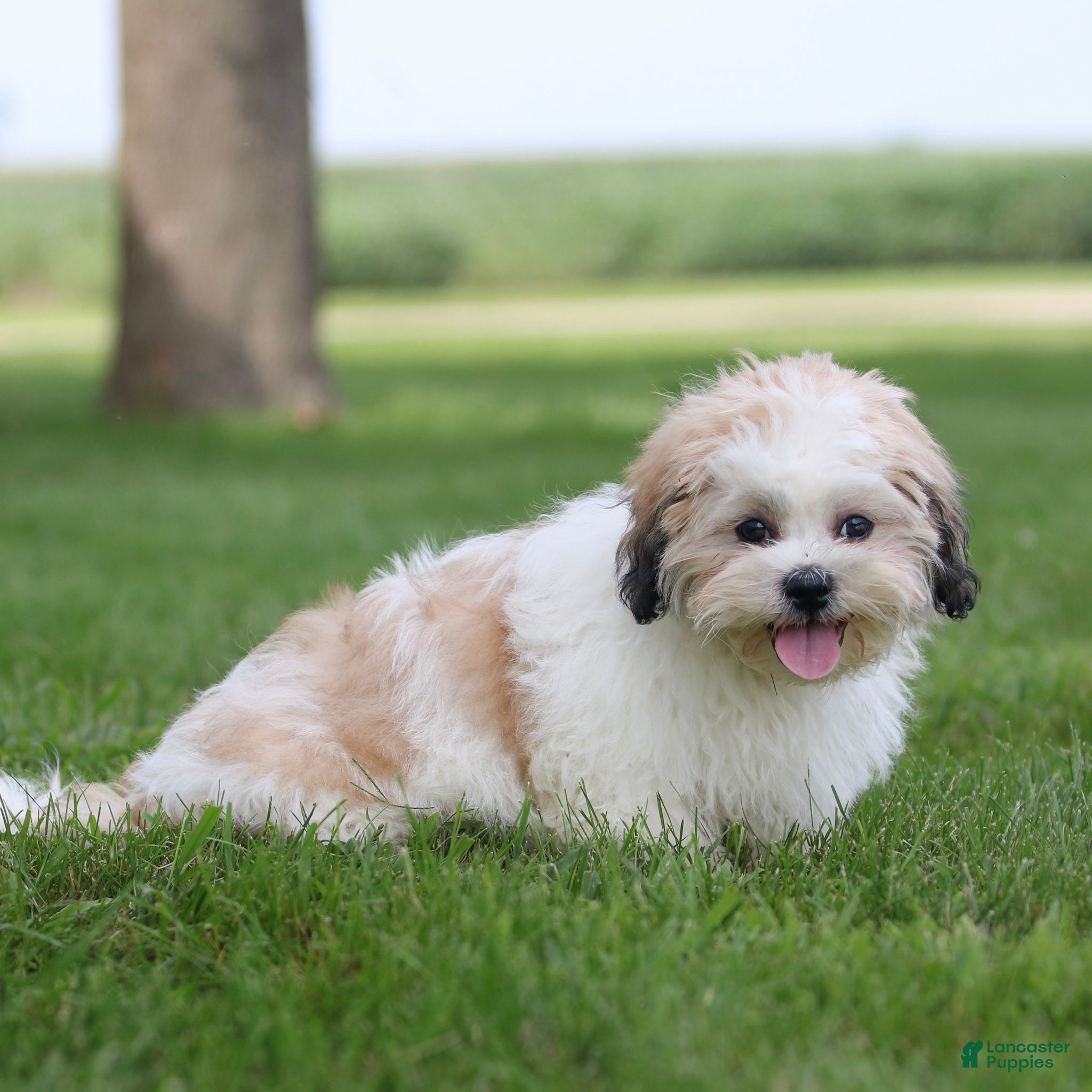 Teddy Bear dogs Tank Teddy Bear Puppy  - Ad 2