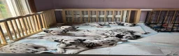 Dalmatian dogs for sale: Dalmatian 6 - Ad 3
