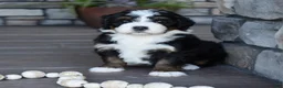 Mini Bernedoodle dogs for sale: Jewel - Ad 10