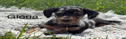 Miniature Dachshund dogs for sale: Gloria - Ad 1