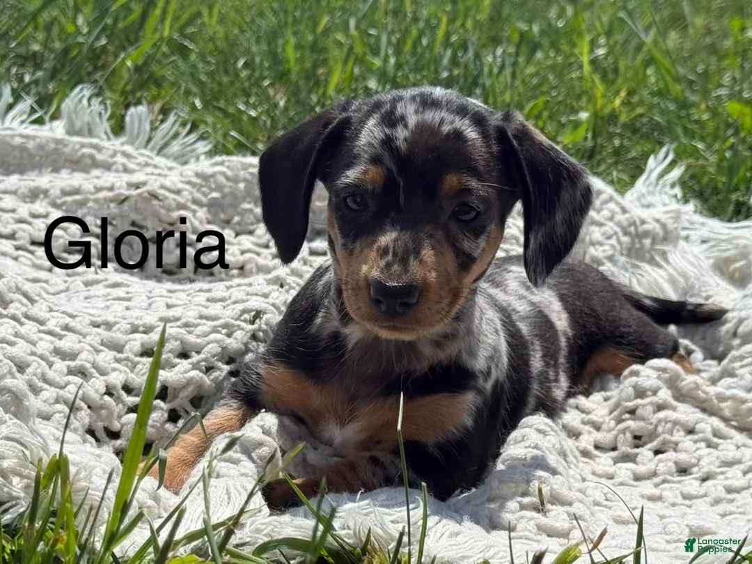 Miniature Dachshund dogs for sale: Gloria - Ad 1