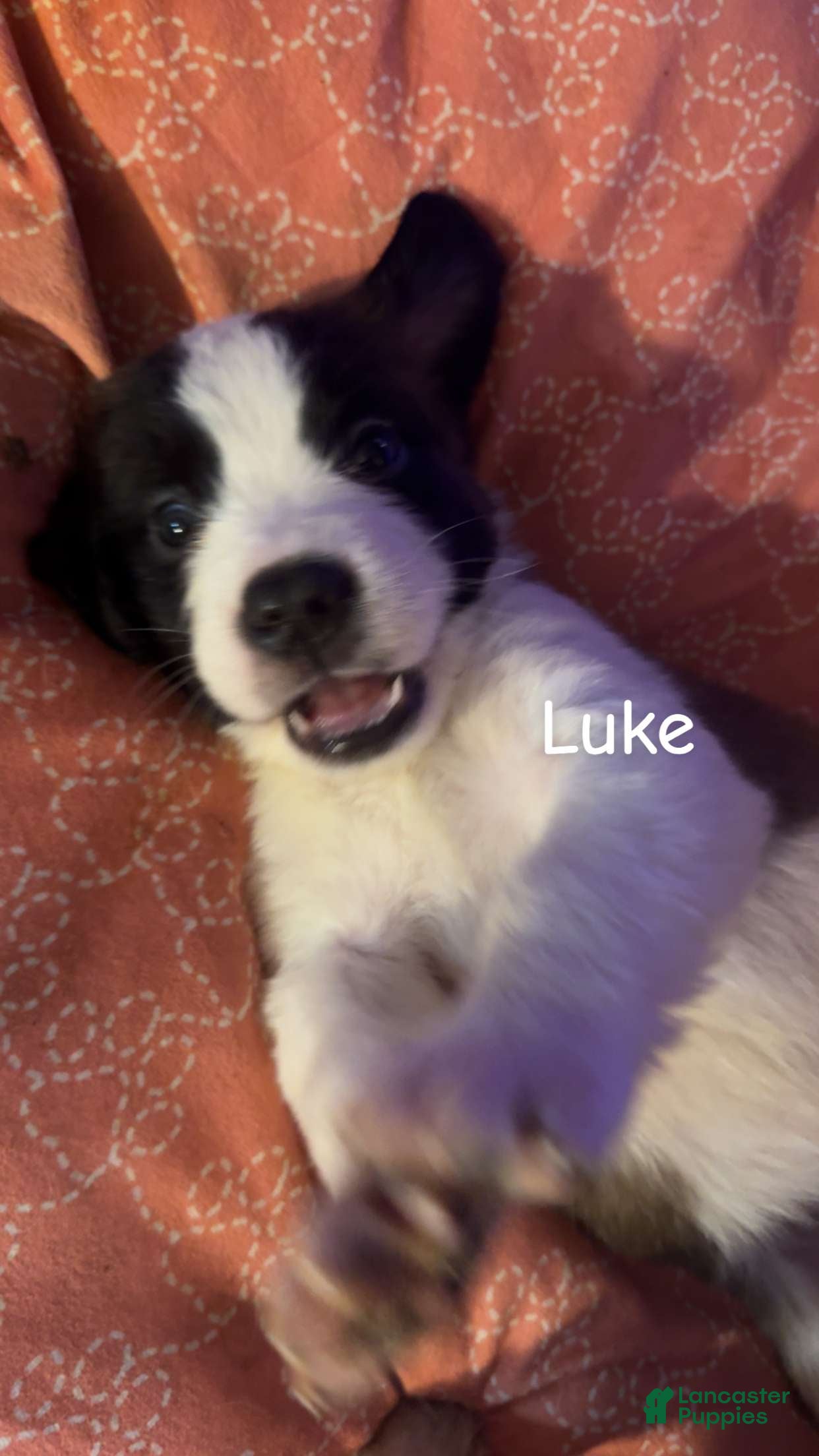 Saint Bernard dogs Luke - Ad 2