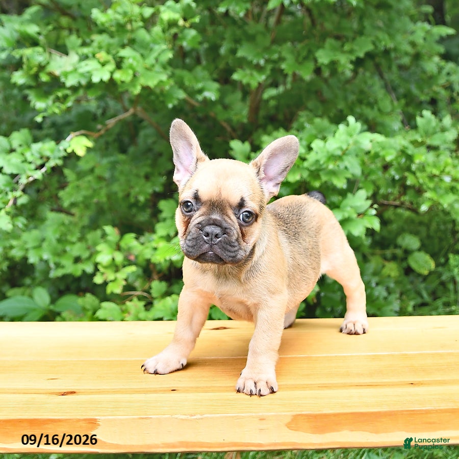 French Bulldog dogs Bella   - Ad 2